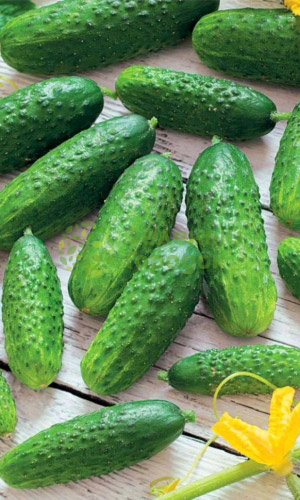 Огурец Засолочный (Марс) белый пакет 0,4г Огурец Засолочный (Марс) белый пакет 0,4г