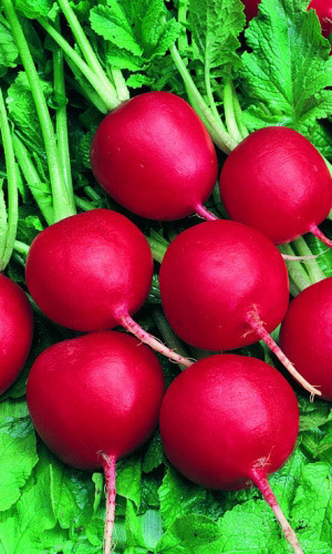 Редис Рубин (Марс) белый пакет 2г