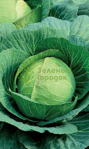 Капуста б/к Подарок (Марс) белый пакет 0,5г