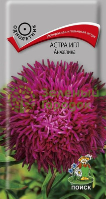 Астра игл Анжелика (ЦВ) 0,3г Астра игл Анжелика (ЦВ) 0,3г
