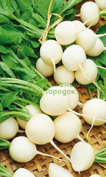 Редис Моховский (Марс) белый пакет 3г Редис Моховский (Марс) белый пакет 3г