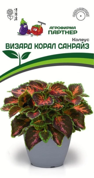 Колеус шлемниковидный ВИЗАРД КОРАЛ САНРАЙЗ 2-ной пак. 10шт Колеус шлемниковидный ВИЗАРД КОРАЛ САНРАЙЗ 2-ной пак. 10шт