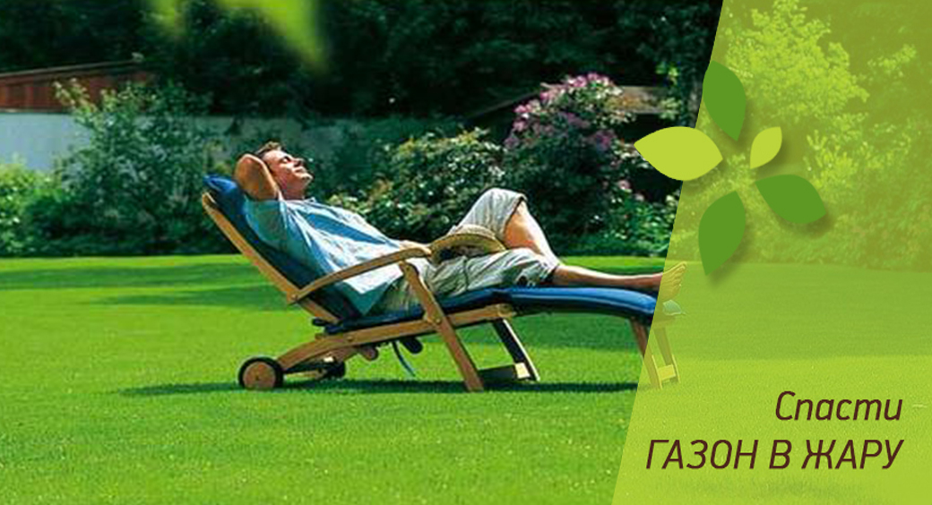Как сберечь газон в жару?