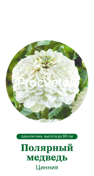 Цинния Полярный медведь Германия Pro 0,5г