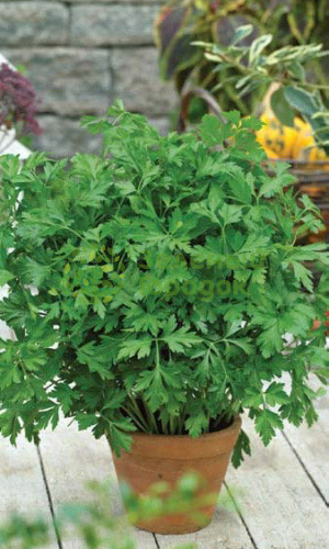 Петрушка листовая Обыкновенная (Марс) белый пакет 2г