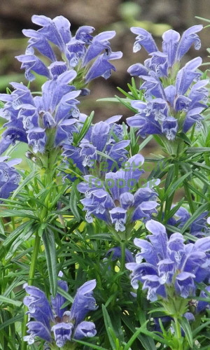 Змееголовник лимонный АРХАТ (Мелиса Турецкая) (Марс) белый пакет 0,3г