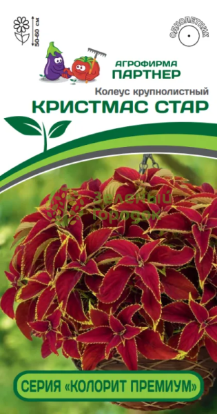 Колеус шлемниковидный «КОЛОРИТ ПРЕМИУМ» КРИСТМАС СТАР 5шт в амп Колеус шлемниковидный «КОЛОРИТ ПРЕМИУМ» КРИСТМАС СТАР 5шт в амп