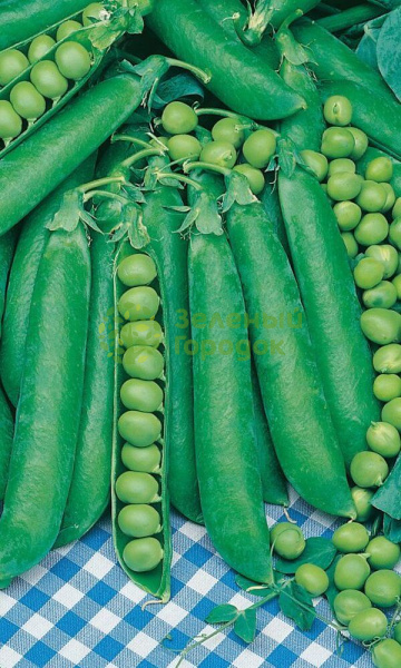 Горох Адагумский (Марс) белый пакет 8г