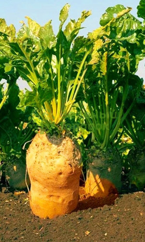 Свекла кормовая Эккендорфская Желтая (Марс) белый пакет 2г