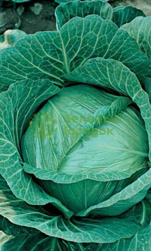 Капуста б/к Мегатон F1 (Марс) белый пакет 15шт