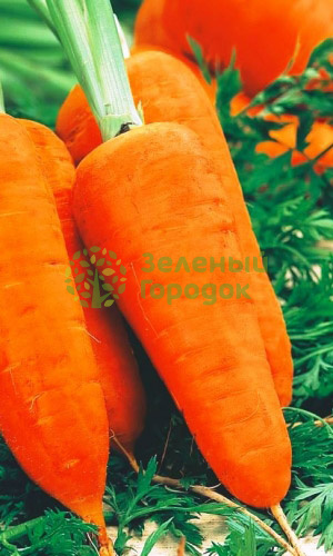 Морковь Шантанэ Роял (Марс) белый пакет 1500шт