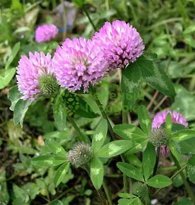 Клевер розовый (гибридный) Первенец УД 300г