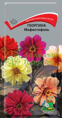 Георгина Мефистофель (ЦВ) 0,2г