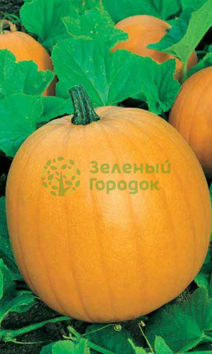 Тыква Атлант крупноплодная (Марс) белый пакет 5шт