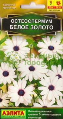 Остеоспермум Белое золото АЭ 10шт