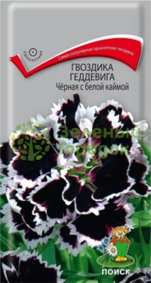 Гвоздика Геддевига Черная с белой каймой (ЦВ) 0,04г