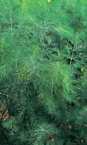 Укроп Пучковый (Марс) белый пакет 2г