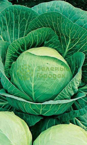 Капуста б/к Слава 1305 (Марс) белый пакет 0,5г