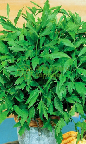 Любисток (Любим трава) Удалец (Марс) белый пакет 0,2г