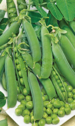 Горох Триумф (Марс) белый пакет 8г