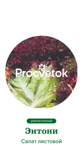Салат листовой Энтони Германия Pro 0,5г Салат листовой Энтони Германия Pro 0,5г