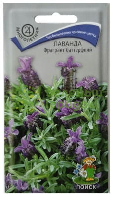 Лаванда Фрагрант баттерфляй (ЦВ) 20шт