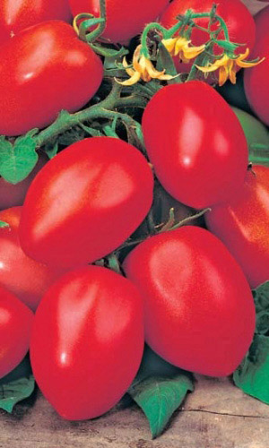 Томат Ракета (Марс) белый пакет 0,1г