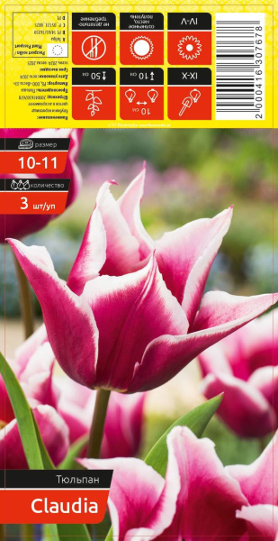 Тюльпан CLAUDIA 10-11 каперс 3шт/уп (уценка, только самовывоз)