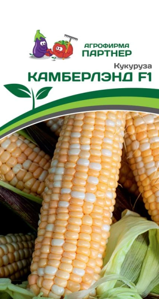 Кукуруза КАМБЕРЛЭНД F1 3г Кукуруза КАМБЕРЛЭНД F1 3г