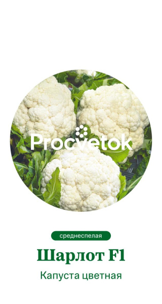 Капуста цветная Шарлот F1 Голландия Pro 5шт