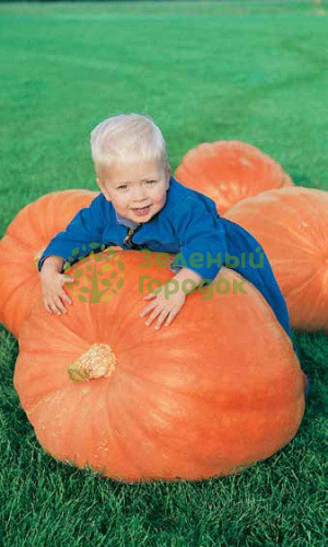 Тыква Стофунтовая крупноплодная (Марс) белый пакет 2г