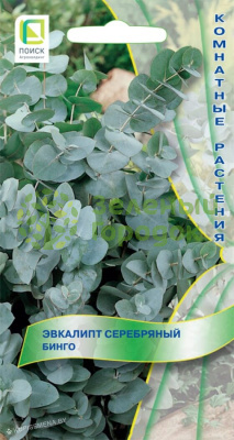 Эвкалипт серебряный Бинго (5 шт) Эвкалипт серебряный Бинго (5 шт)