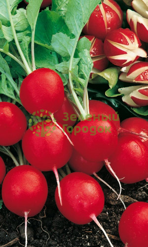 Редис Сакса РС (Марс) белый пакет 2г Редис Сакса РС (Марс) белый пакет 2г