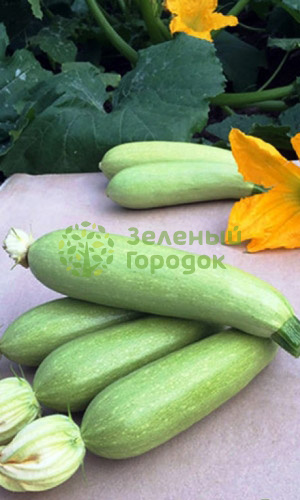 Кабачок Сосновский (Марс) белый пакет 2г Кабачок Сосновский (Марс) белый пакет 2г