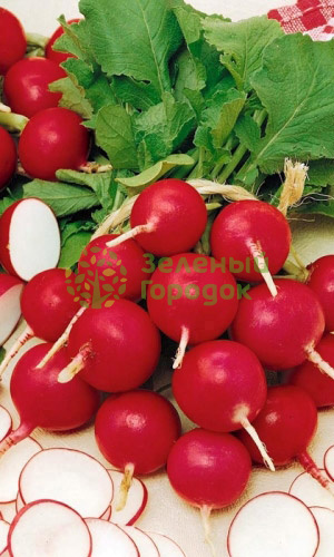 Редис Денис® F1 (Марс) белый пакет 1г Редис Денис® F1 (Марс) белый пакет 1г