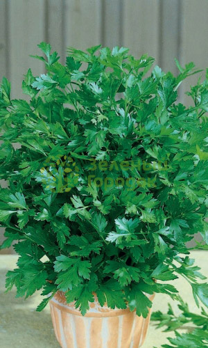 Петрушка листовая Нежность (Марс) белый пакет 2г