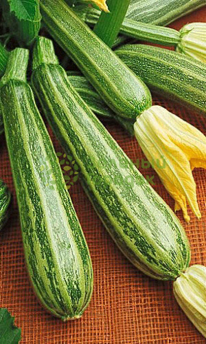Кабачок Куанд цукини (Марс) белый пакет 2г Кабачок Куанд цукини (Марс) белый пакет 2г