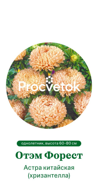 Астра китайская Хризантелла Отэм Форест Германия Pro 5шт