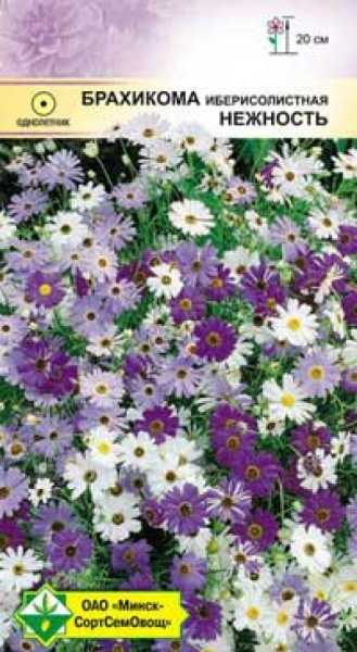 Брахикома иберисолистная Нежность МССО 0,2г