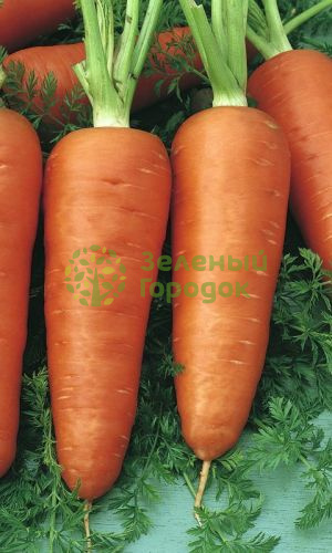 Морковь Шантенэ 2461 (Марс) белый пакет 1500шт