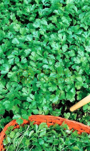 Кориандр (кинза) Здоровяк (Марс) белый пакет 2г