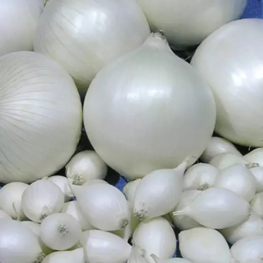 Лук-севок Стардаст белый РФ (10-21мм) весовой