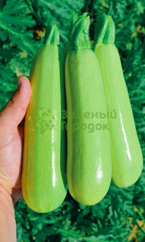Кабачок Кустовой (Марс) белый пакет 2г Кабачок Кустовой (Марс) белый пакет 2г