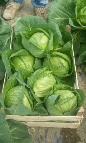 Капуста б/к Зарница F1 (Марс) белый пакет 0,2г