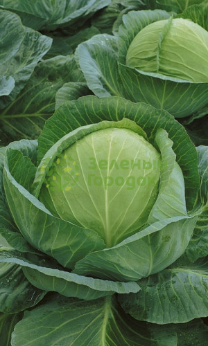 Капуста б/к Сахарная F1 (Марс) белый пакет 0,3г