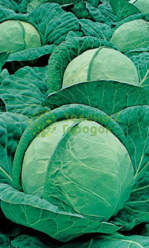 Капуста б/к Ринда F1 (Марс) белый пакет 15шт