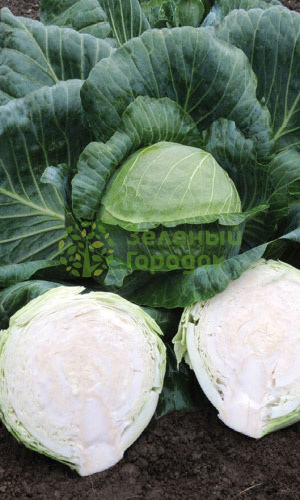 Капуста б/к Лежебока (Марс) белый пакет 0,3г