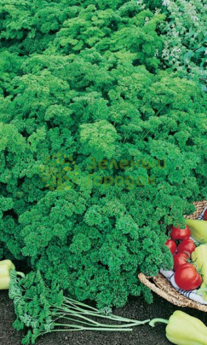 Петрушка Мооскраузе 2 кудрявая (Марс) белый пакет 1г