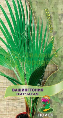 Вашингтония Нитчатая (ЦВ) 3шт Вашингтония Нитчатая (ЦВ) 3шт