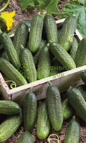 Огурец Отело F1 (Марс) белый пакет 0,3г Огурец Отело F1 (Марс) белый пакет 0,3г